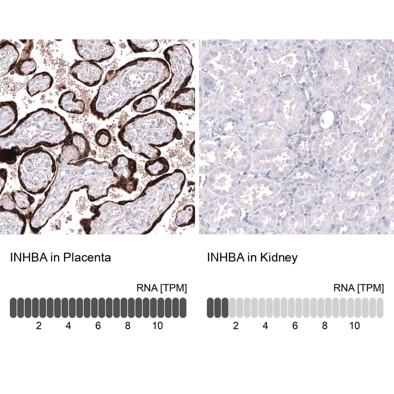 Analysis in human placenta and kidney tissues using NBP3-43663 antibody. Corresponding INHBA RNA-seq data are presented for the same tissues.