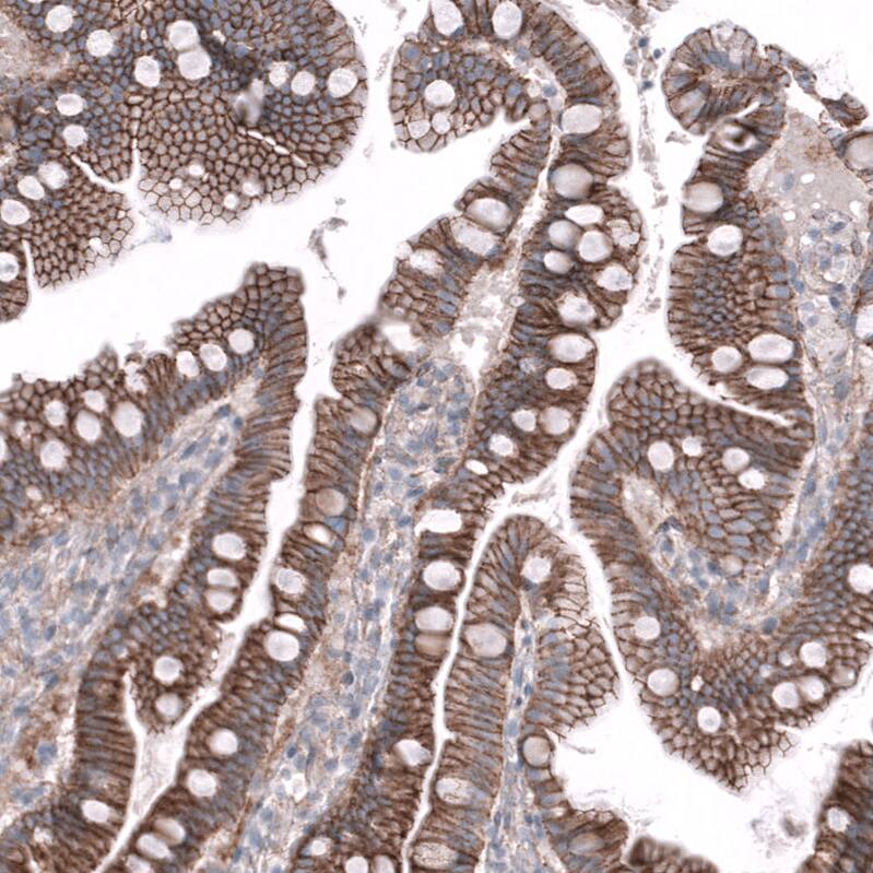 Staining of human duodenum shows strong membranous positivity in glandular cells.