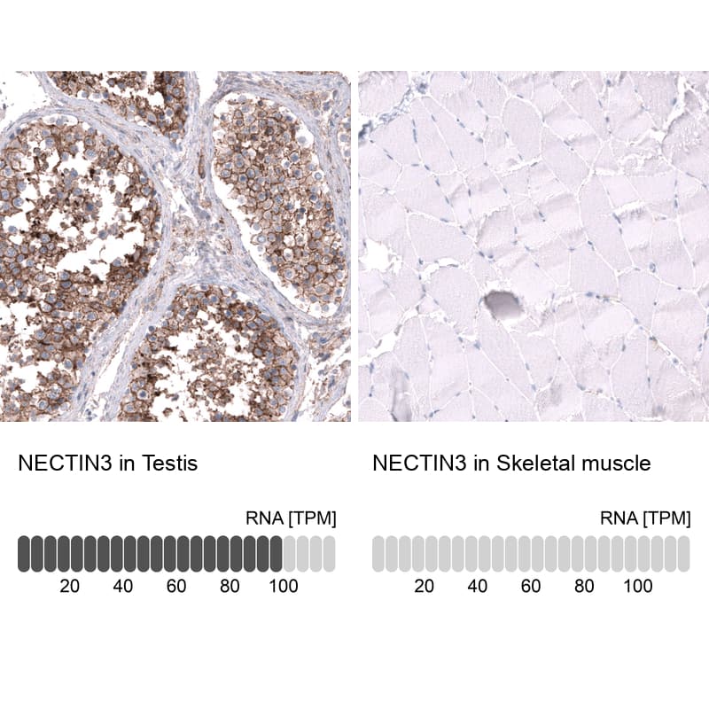 <b>Orthogonal Strategies Validation. </b>Analysis in human testis and skeletal muscle tissues using NBP3-43665 antibody. Corresponding NECTIN3 RNA-seq data are presented for the same tissues.