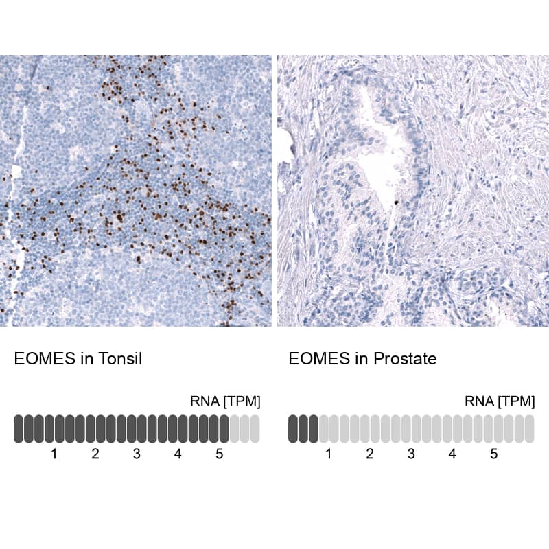 <b>Orthogonal Strategies Validation. </b>Analysis in human tonsil and prostate tissues using NBP3-43667 antibody. Corresponding EOMES RNA-seq data are presented for the same tissues.