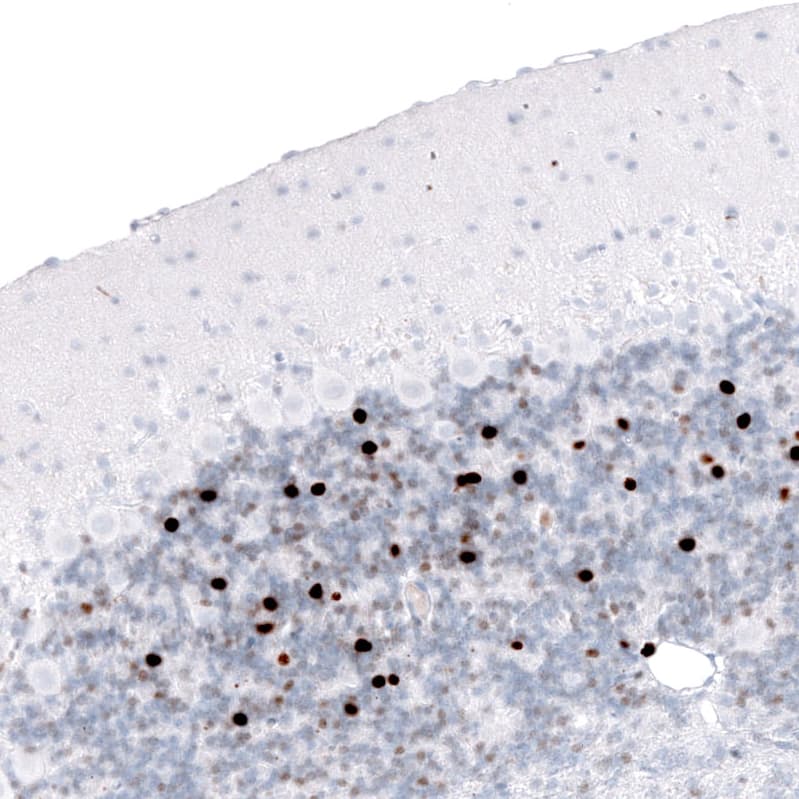 Staining of rat cerebellum shows strong nuclear positivity in cells in the granular layer.