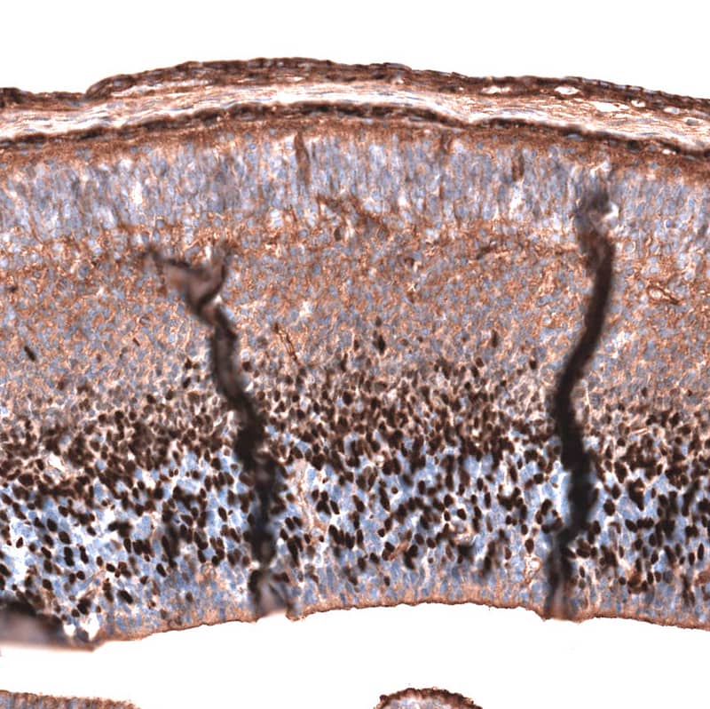 Staining of mouse embryo, E14 shows strong nuclear positivity in the developing cerebral cortex.