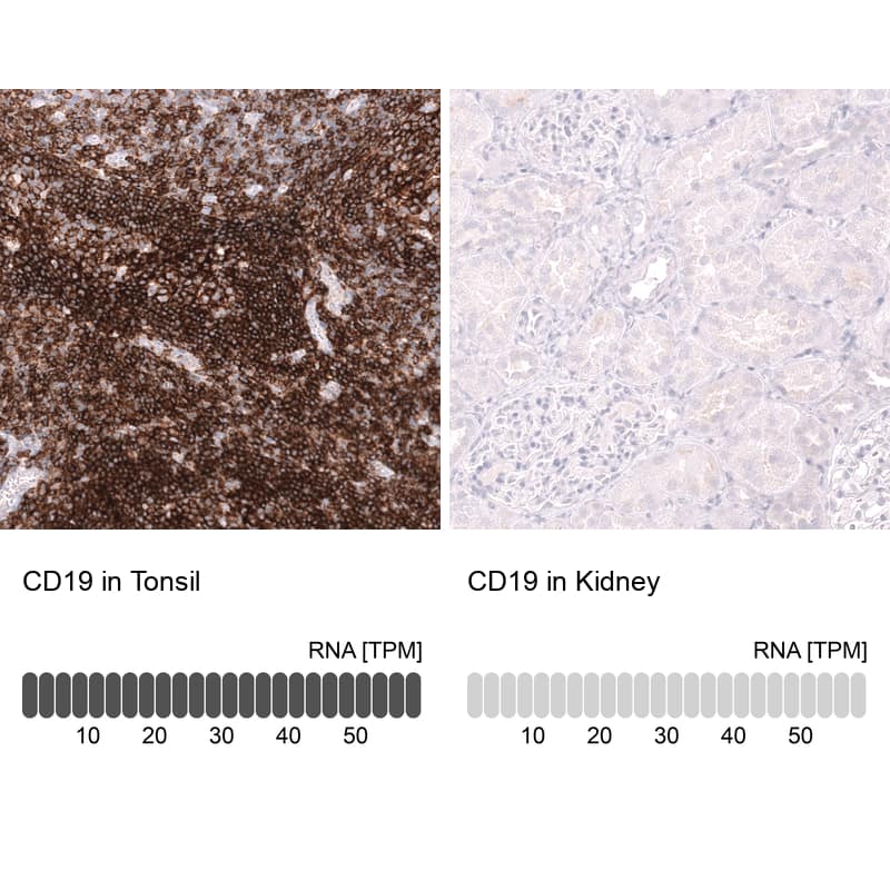 <b>Orthogonal Strategies Validation. </b>Analysis in human tonsil and kidney tissues using NBP3-43669 antibody. Corresponding CD19 RNA-seq data are presented for the same tissues.