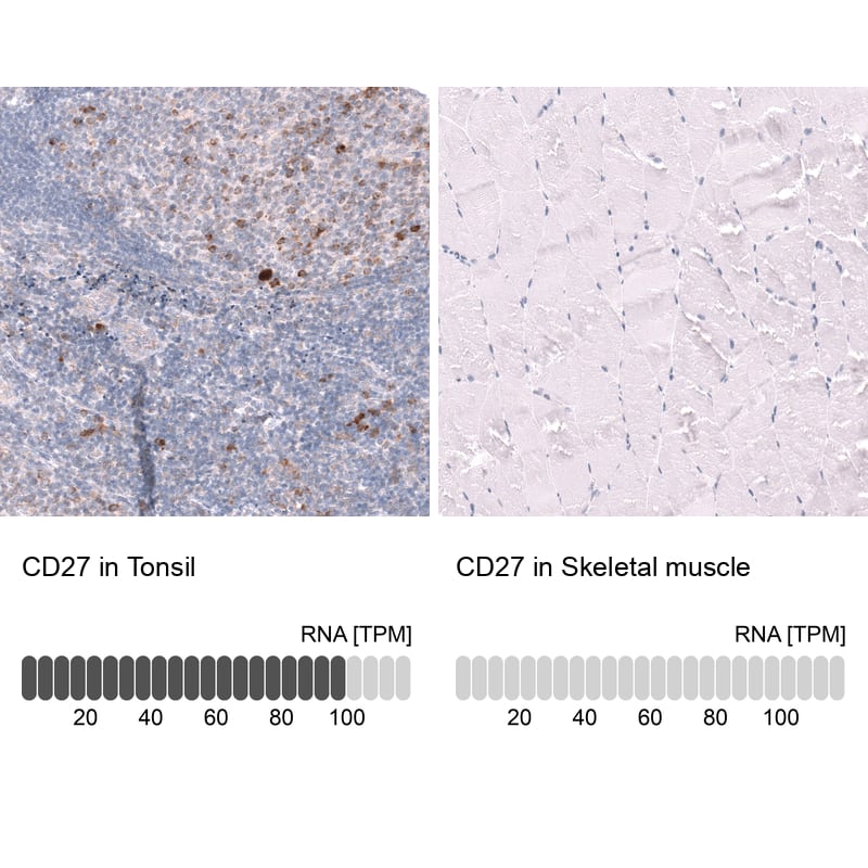 <b>Orthogonal Strategies Validation. </b>Analysis in human tonsil and skeletal muscle tissues using NBP3-43671 antibody. Corresponding CD27 RNA-seq data are presented for the same tissues.