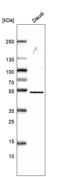 Analysis in human cell line Daudi.