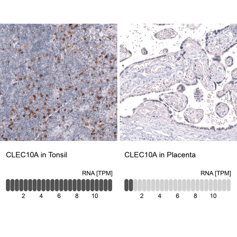 <b>Orthogonal Strategies Validation. </b>Analysis in human tonsil and placenta tissues using NBP3-43672 antibody. Corresponding CLEC10A RNA-seq data are presented for the same tissues.