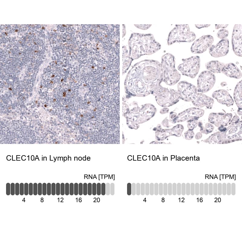 <b>Orthogonal Strategies Validation. </b>Analysis in human lymph node and placenta tissues using NBP3-43673 antibody. Corresponding CLEC10A RNA-seq data are presented for the same tissues.