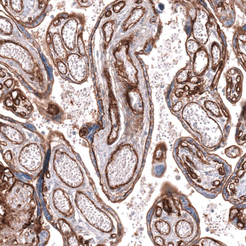 Staining of human placenta shows strong membranous positivity in endothelial cells.