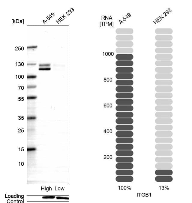 Analysis in human cell lines A-549 and HEK293 using Integrin beta 1/CD29 antibody. Corresponding ITGB1 RNA-seq data are presented for the same cell lines. Loading control: Anti-PARP1.