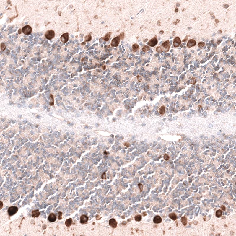 Staining of mouse cerebellum shows strong cytoplasmic positivity in Purkinje cells.