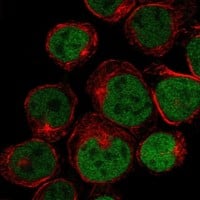 Staining of human cell line HEL shows localization to nucleoplasm.