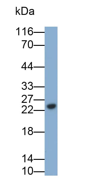 Western Blot: Immunoglobulin Lambda 2 Antibody - BSA Free [NBP3-43694] - Sample: Mouse Serum. Primary Ab: 0.3µg/ml NBP3-43694. Second Ab: 0.2μg/ml HRP-conjugated Goat Anti-Rabbit IgG Polyclonal Antibody