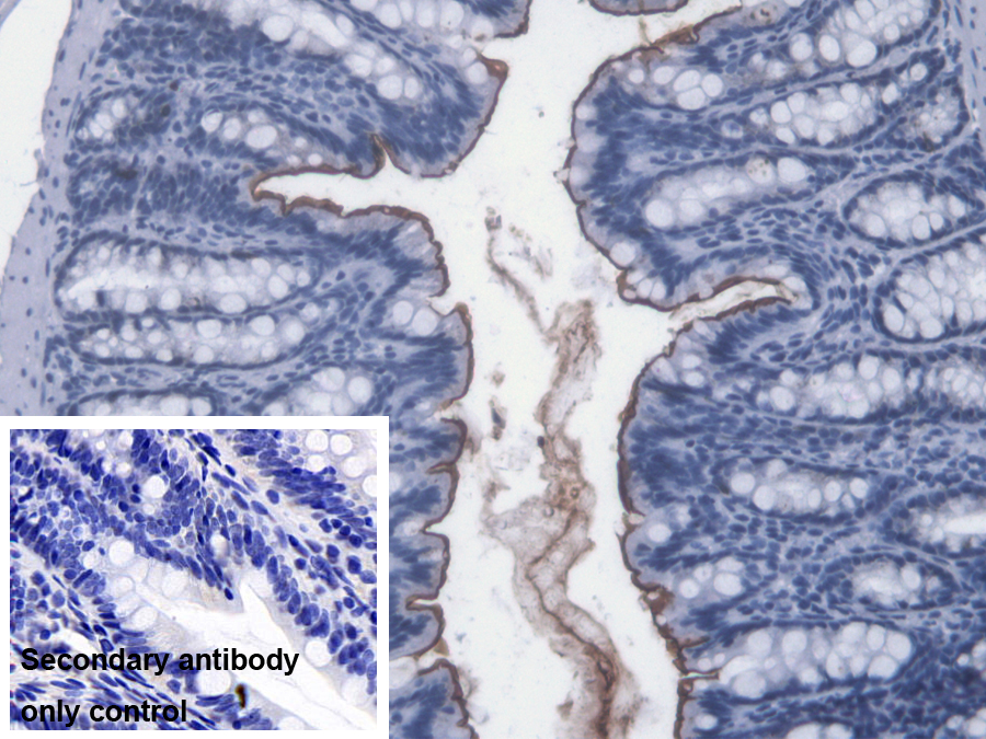 Immunohistochemistry-Paraffin: Lipopolysaccharide Antibody (C13) - BSA Free [NBP3-43705] - DAB staining of Rat Colon Tissue using 20µg/ml NBP3-43705 as primary antibody and 2ug/ml HRP-conjugated Goat Anti-Mouse IgG polyclonal antibody as the secondary antibody. Control: used PBS instead of NBP3-43705