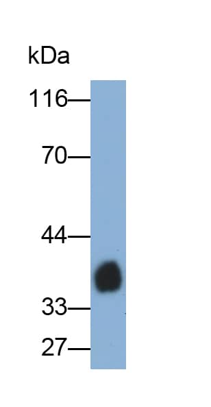Western Blot: Lipopolysaccharide Antibody (C13) - BSA Free [NBP3-43705] - Sample: Natural Lipopolysaccharides. Primary Ab: 0.05µg/ml NBP3-43705. Second Ab: 0.2ug/ml HRP-conjugated Goat Anti-Mouse IgG Polyclonal Antibody