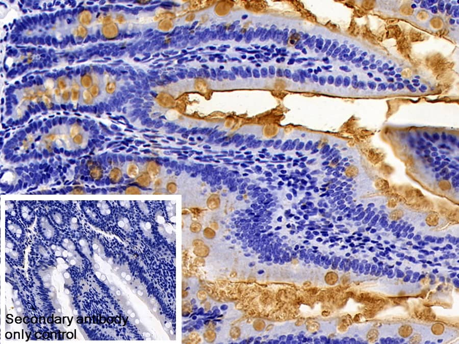 Immunohistochemistry-Paraffin: Lipopolysaccharide Antibody - BSA Free [NBP3-43706] - DAB staining of Rat Small Intestine Tissue. Primary Ab: 10µg/ml NBP3-43706.  Second Ab: 2µg/ml HRP-conjugated Goat Anti-Rabbit IgG Polyclonal Antibody. Control: Used PBS instead of primary antibody