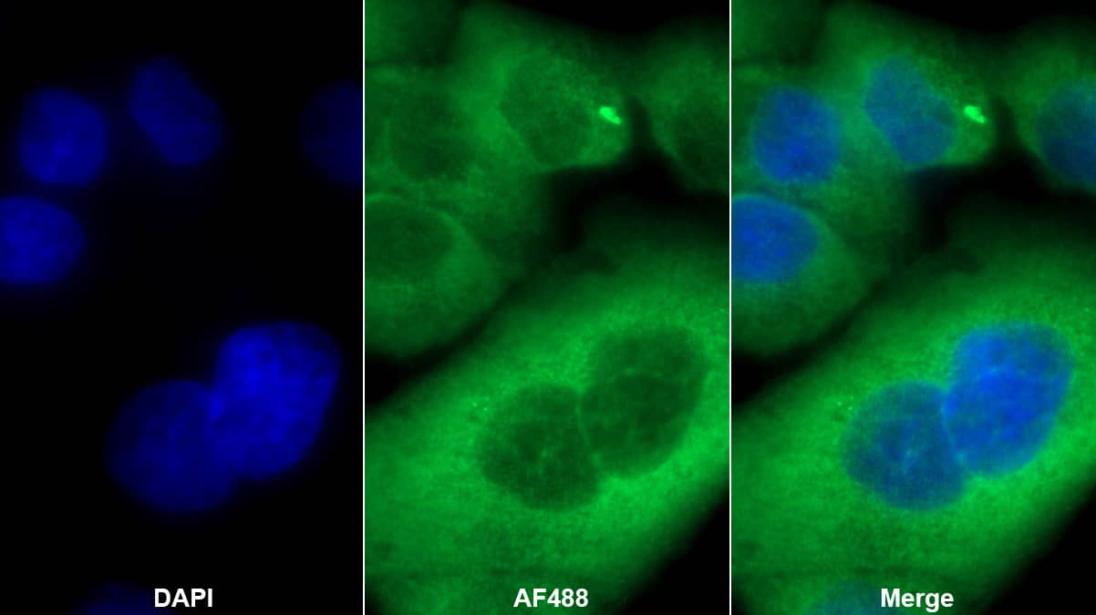 Immunocytochemistry/ Immunofluorescence: MT-RNR1 Antibody - BSA Free [NBP3-43754] - Immunofluorescence staining of A431 cell. Primary Ab: 20µg/ml NBP3-43754. Second Ab: 2ug/ml AF488-conjugated Goat Anti-Rabbit IgG Polyclonal Antibody
