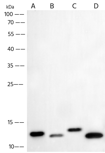 Western Blot: Dengue Virus Envelope Antibody (1) - Pan Specific, (Domain III) [NBP3-43767] - NBP3-43767 in 1 ug/mL. Sample: Recombinant Protein 5 ng Lane A: Dengue virus (DENV) (type 1, strain US/Hawaii/1944) E/Envelope Protein Lane B: Dengue virus (DENV) (type 2, strain New Guinea C/PUO-218 hybrid) E/Envelope Protein Lane C: Dengue virus (DENV) (type 3, strain Philippines/H87/1956) E / Envelope Protein Lane D: Dengue virus (DENV) (type 4, strain Philippines/H241/1956) E / Envelope Protein Secondary Goat Anti-Rabit IgG (H+L) [HRP] at 1/10000 dilution Developed using the ECL technique. Performed under reducing conditions. 