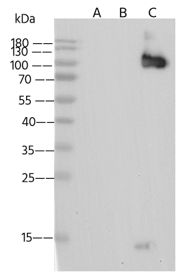 Western Blot: VZV gH/gL Antibody - (Oka vaccine) [NBP3-43771] - NBP3-43771 in 0.2 ug/mL. Sample: Recombinant Protein 5 ng Lane A: VZV / HHV-3 gE / glycoprotein E Protein Lane B: VZV (strain Oka vaccine) Glycoprotein B Protein Lane C: VZV (strain Oka vaccine) gH & gL Heterodimer Protein Secondary Goat Anti-Rabit IgG (H+L) [HRP] at 1/10000 dilution Developed using the ECL technique. Performed under reducing conditions. 