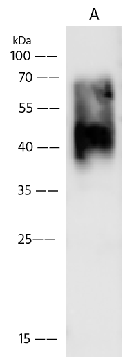 Western Blot Metapneumovirus Glycoprotein G Antibody - (HMPV/Homo sapiens/PER/CFI0320/2010/A) - Azide and BSA Free