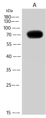 Western Blot Vaccinia Virus A33R Antibody - (Copenhagen) - Azide and BSA Free