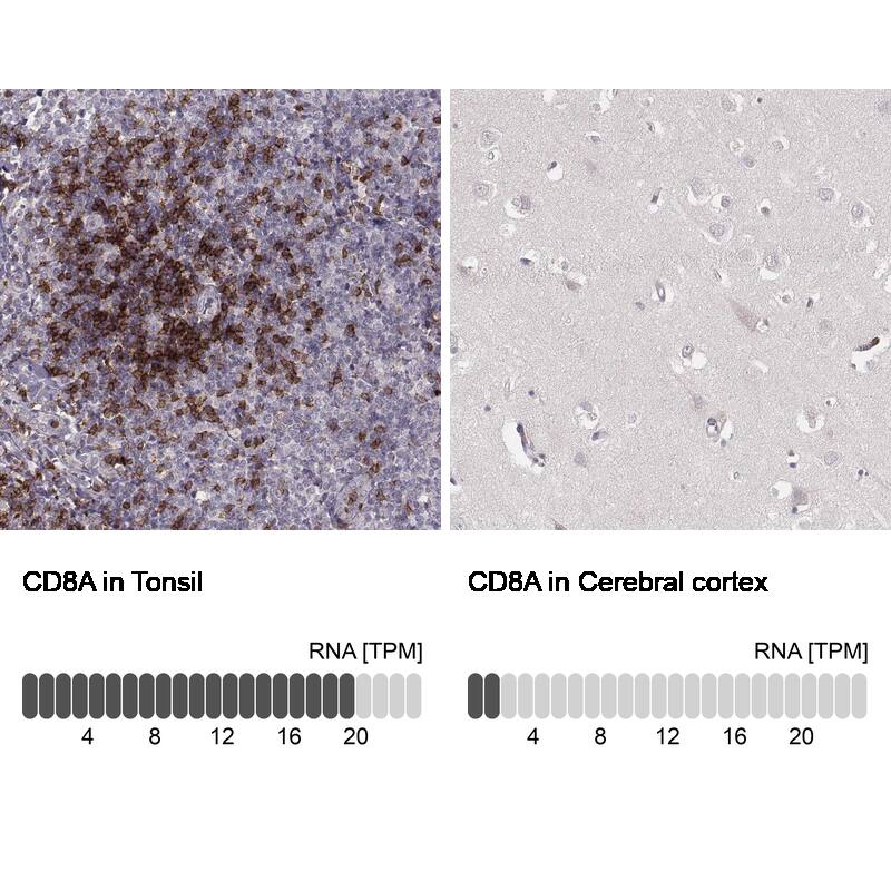 Analysis in human tonsil and cerebral cortex tissues using NBP3-43780 antibody. Corresponding CD8 RNA-seq data are presented for the same tissues.