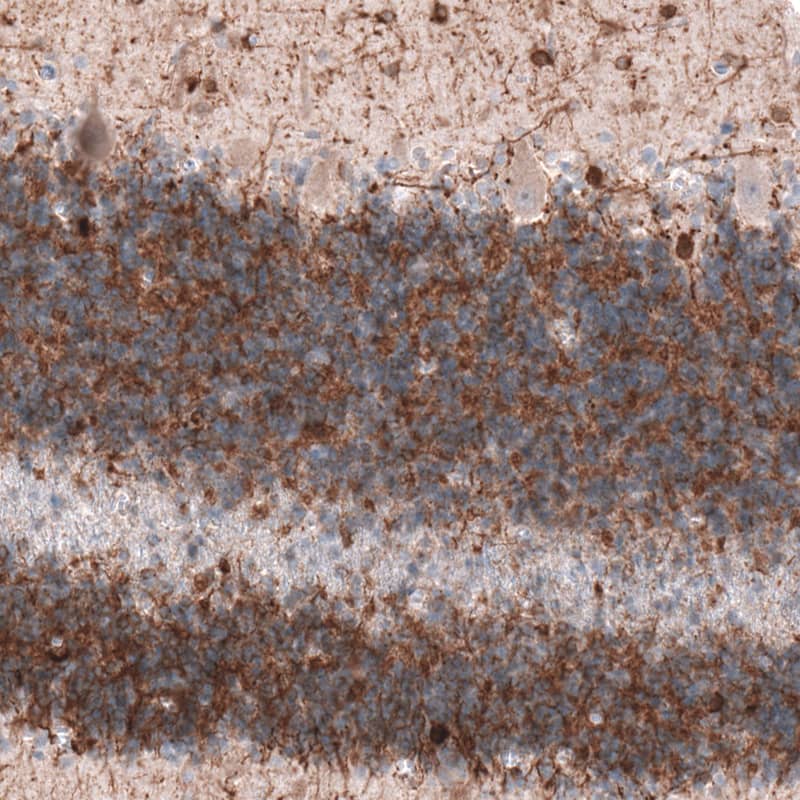 Staining of human cerebellum shows positivity in a subset of neurons.