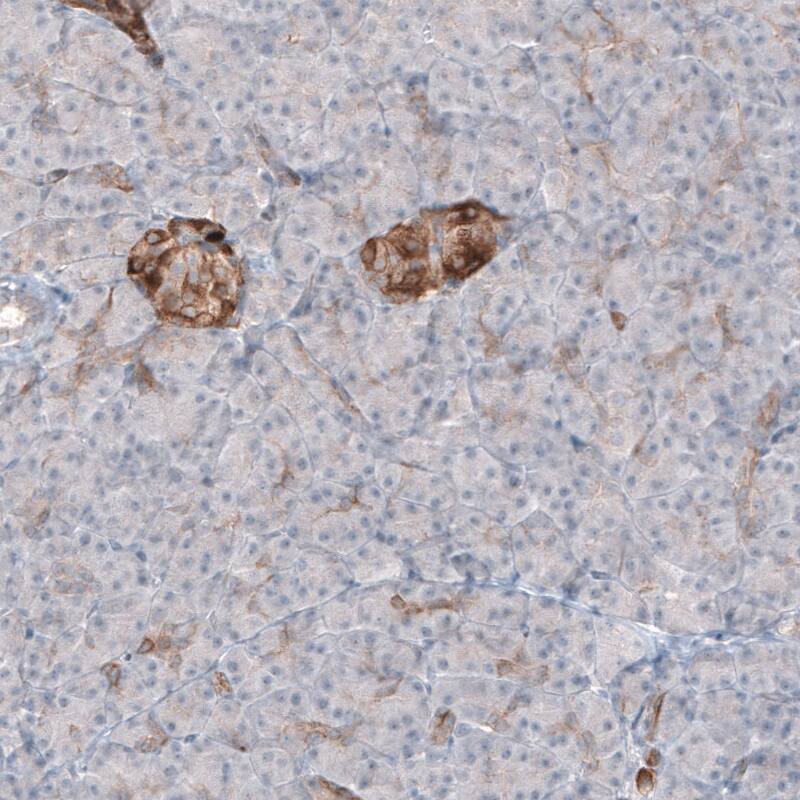 Staining of human pancreas shows cytoplasmic immunoreactivity in pancreatic islets.