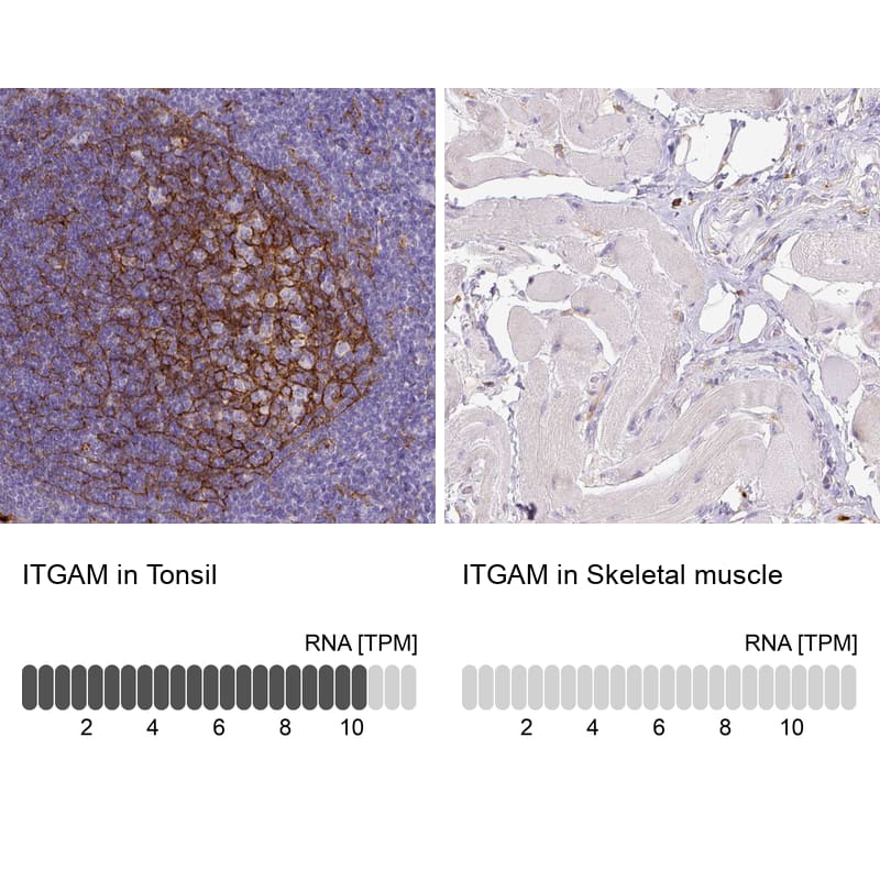 Analysis in human tonsil and skeletal muscle tissues using NBP3-43784 antibody. Corresponding CD11b RNA-seq data are presented for the same tissues.