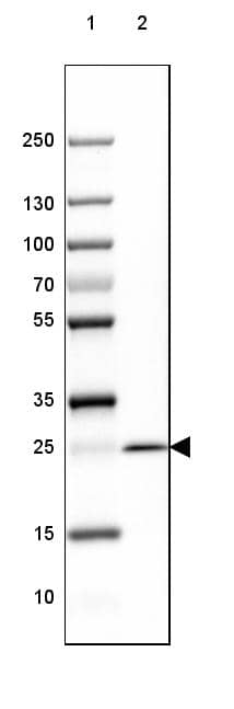 Lane 1: Marker [kDa] 250, 130, 100, 70, 55, 35, 25, 15, 10Lane 2: Human Cerebral Cortex tissue