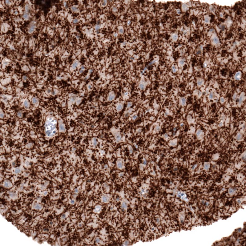 Staining of human cerebral cortex shows strong positivity in myelinated neural fibers.