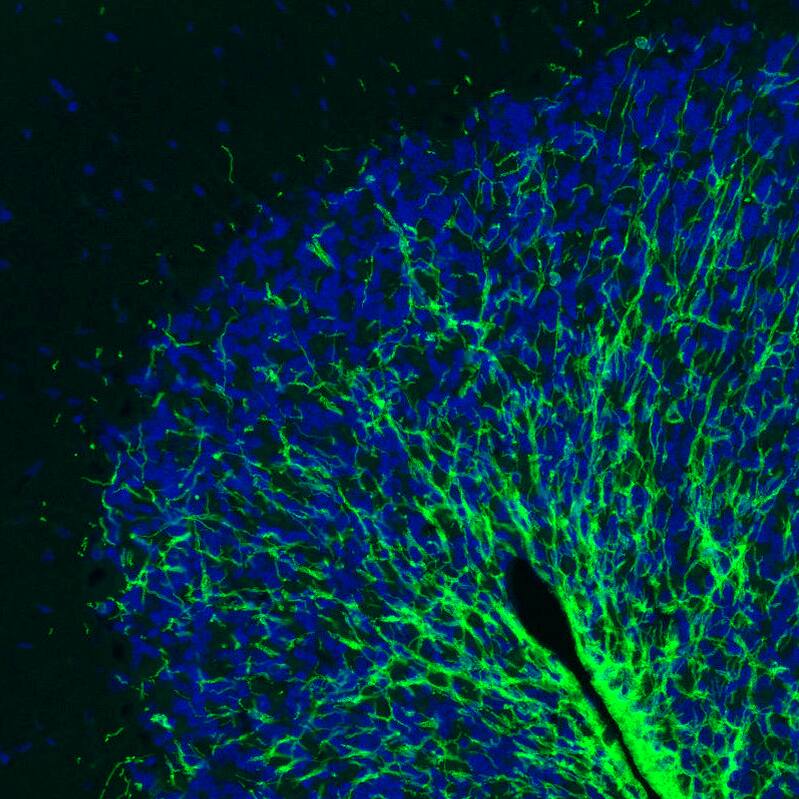 Staining of rat brain shows strong positivity in myelinated neural fibers in the cerebellum.