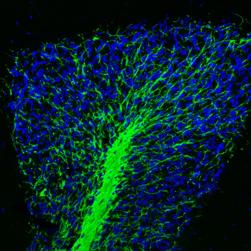 Staining of mouse brain shows strong positivity in myelinated neural fibers in the cerebellum.