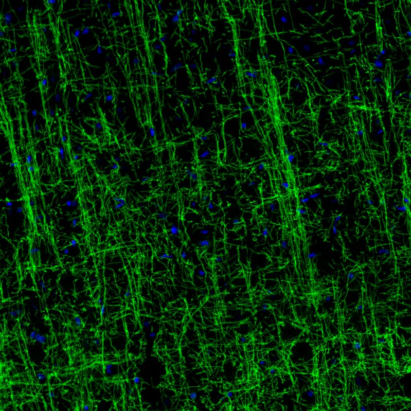 Staining of rat brain shows strong positivity in myelinated neural fibers in the cerebral cortex.