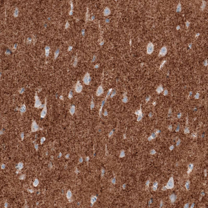 Staining of human cerebral cortex shows strong positivity in neuropil.