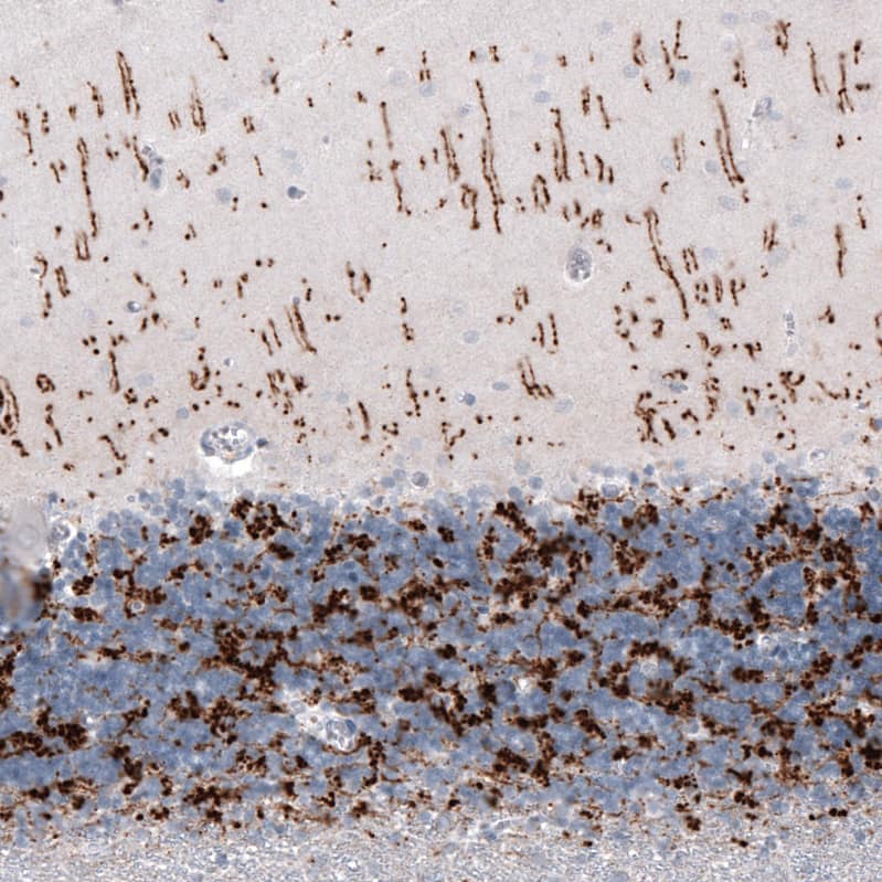 Staining of human cerebellum shows strong positivity in glutamatergic fibers in molecular and granular layers.