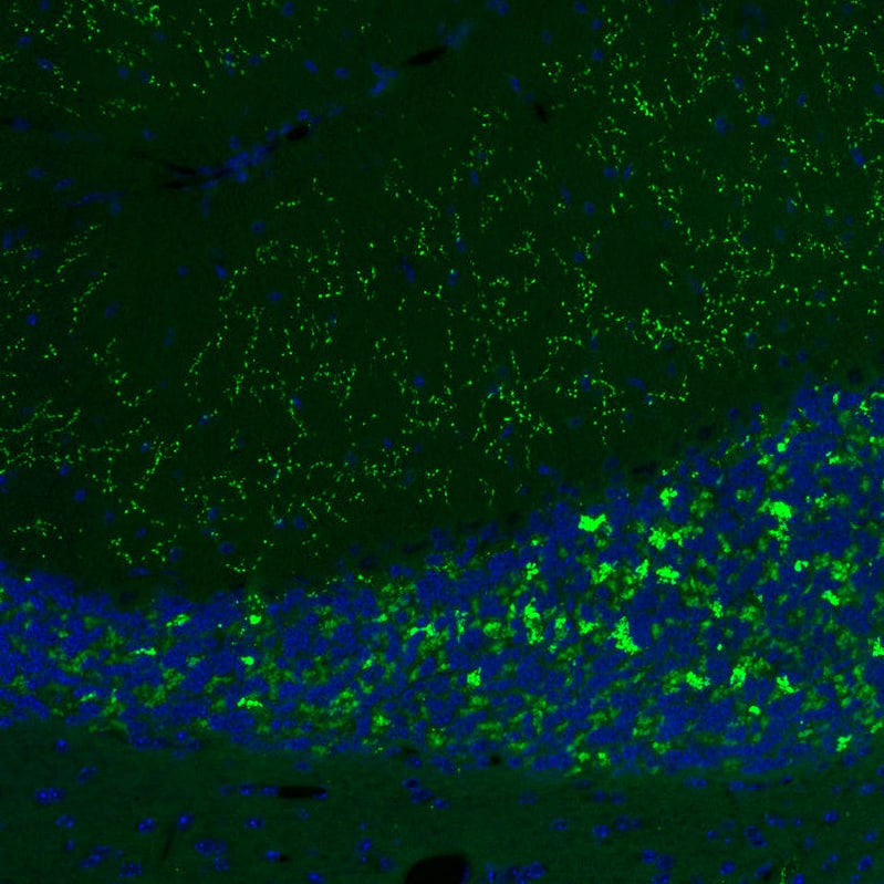 Staining of mouse cerebellum shows moderate to strong positivity in glutamatergic fibers in granular and molecular layers..