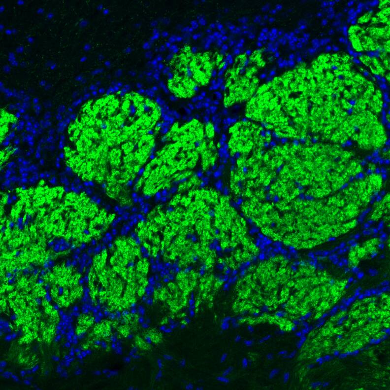 Staining of mouse olfactory bulb shows strong positivity in glutamatergic fibers in the glomerular layer.
