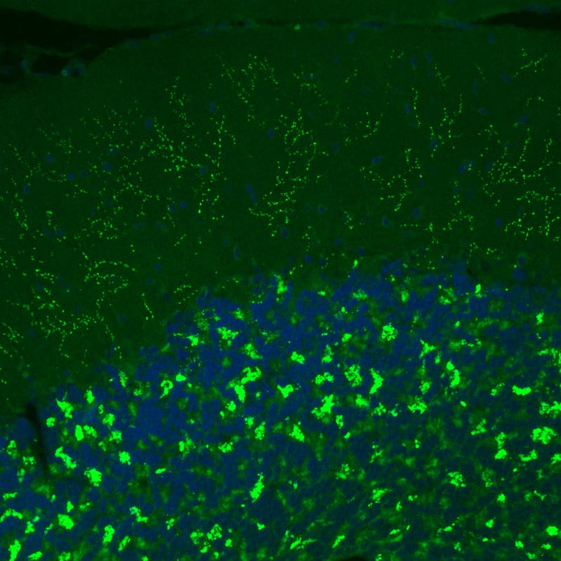 Staining of rat brain shows moderate to strong positivity in glutamatergic fibers in granular and molecular layers of the cerebellum.