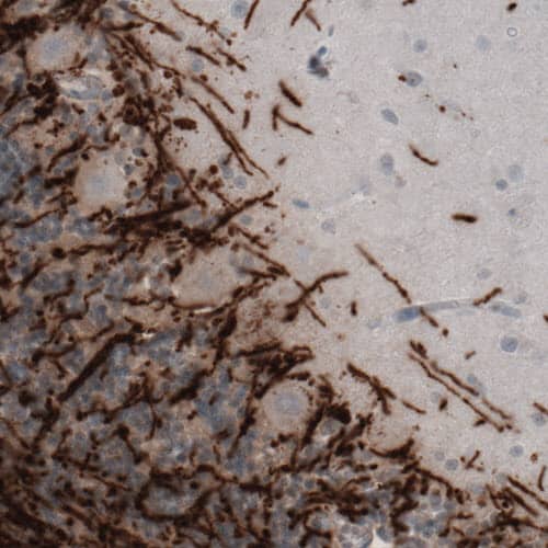 Staining of human cerebellum shows strong immunoreactivity in myelinated neural fibers.