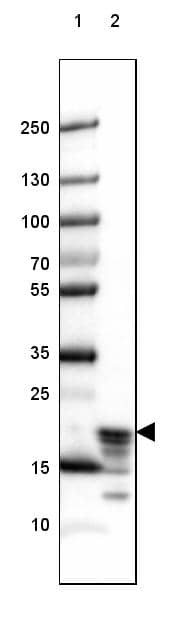 Lane 1: Marker [kDa] 250, 130, 100, 70, 55, 35, 25, 15, 10Lane 2: Human Cerebral Cortex tissue