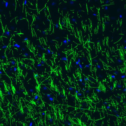 Staining of mouse cerebral cortex shows strong positivity in myelinated neural fibers.