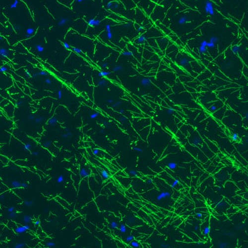 Staining of rat cerebral cortex shows strong immunoreactivity in myelinated neural fibers.