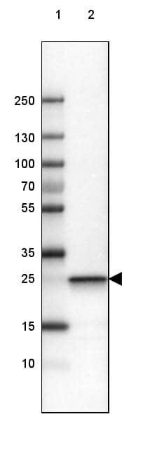 Lane 1: Marker [kDa] 250, 130, 100, 70, 55, 35, 25, 15, 10Lane 2: Human cell line U-251 AAb