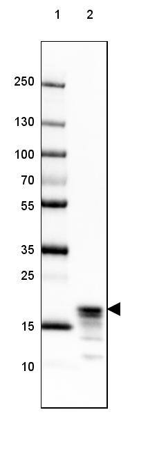 Lane 1: Marker [kDa] 250, 130, 100, 70, 55, 35, 25, 15, 10Lane 2: Human Cerebral Cortex tissue