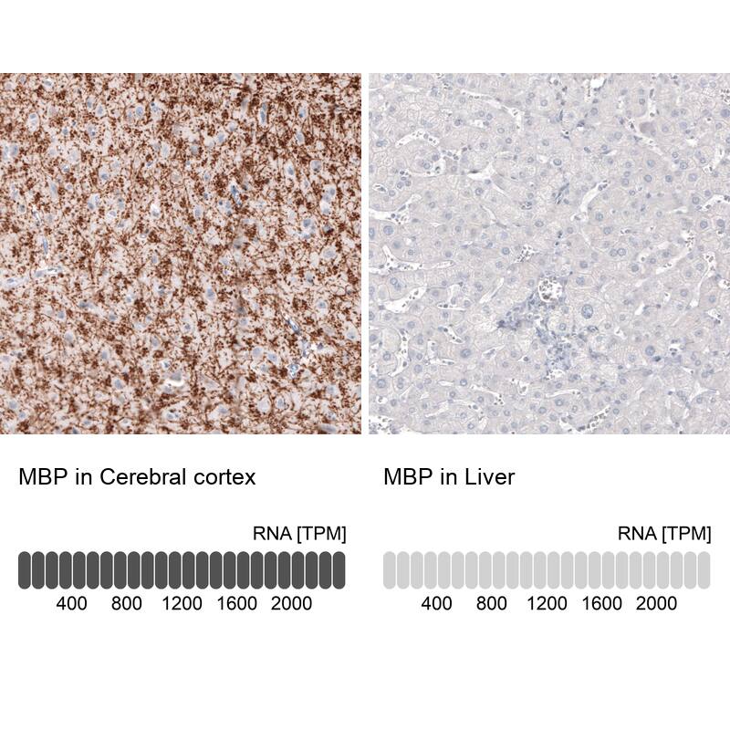 Analysis in human cerebral cortex and liver tissues using NBP3-43793 antibody. Corresponding MBP RNA-seq data are presented for the same tissues.