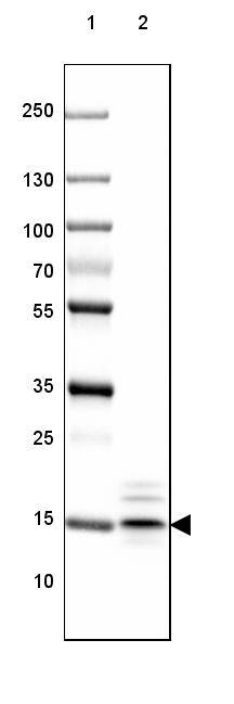 Lane 1: Marker [kDa] 250, 130, 100, 70, 55, 35, 25, 15, 10Lane 2: Mouse Cerebral Cortex tissue