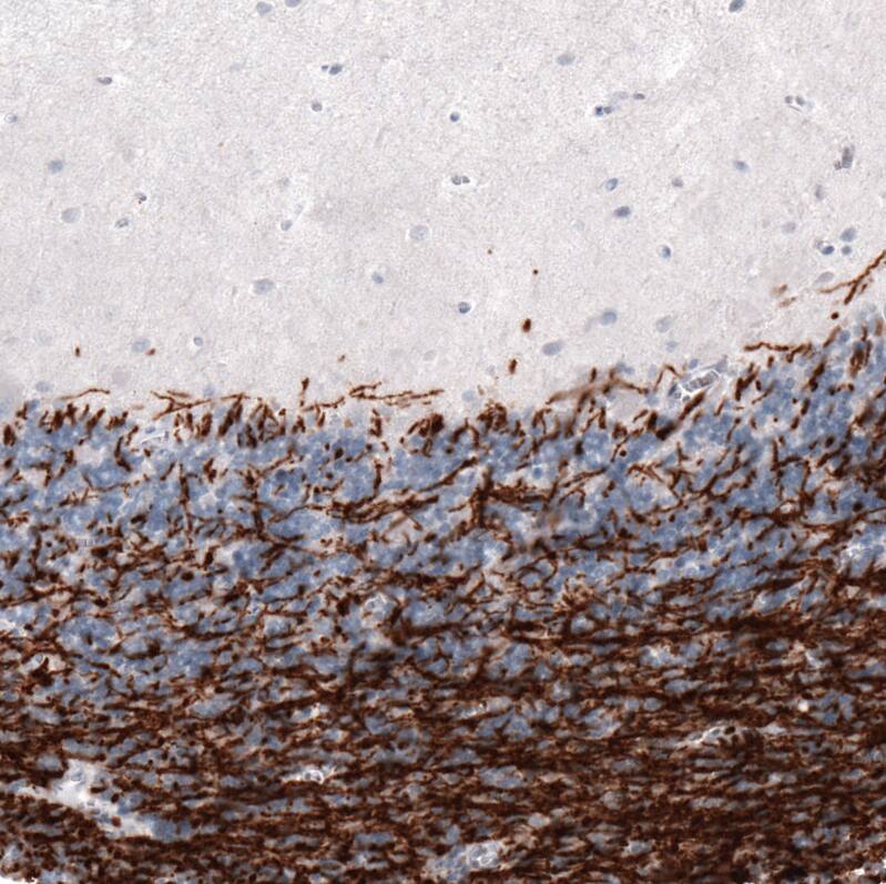 Staining of human cerebellum shows strong positivity in myelinated neural fibers.