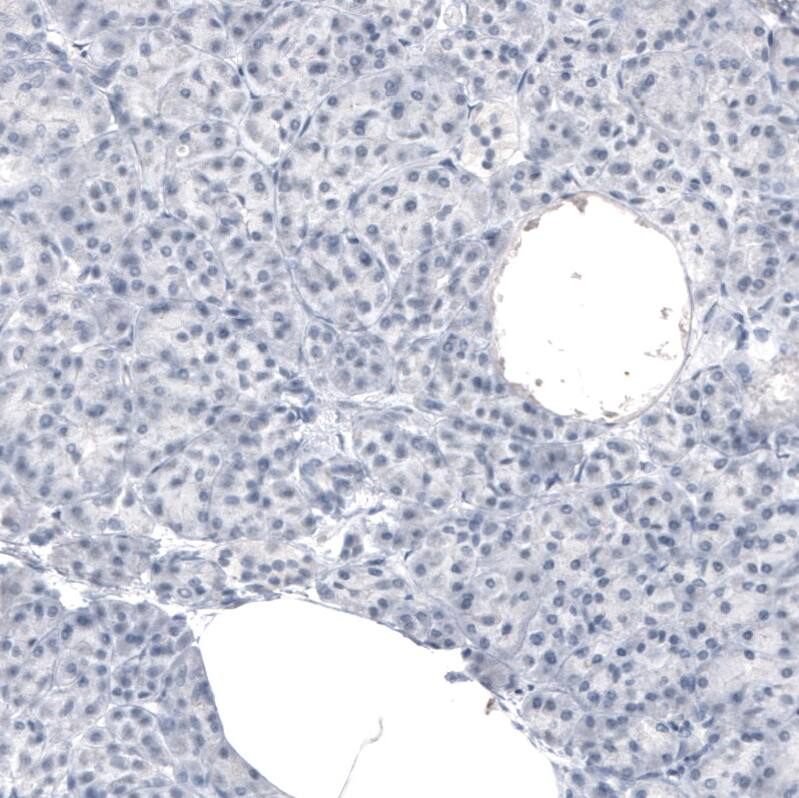 Staining of human pancreas shows no positivity in exocrine glandular cells as expected.