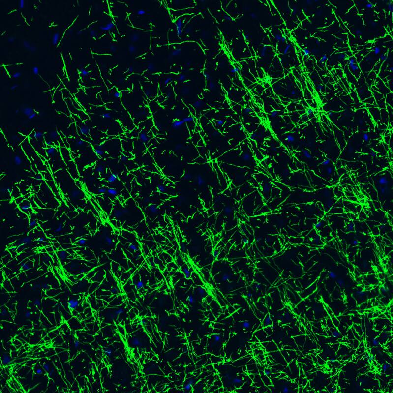 Staining of rat cerebral cortex shows strong positivity in myelinated neural fibers.