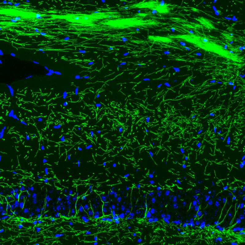 Staining of mouse hippocampus shows strong positivity in myelinated neural fibers.